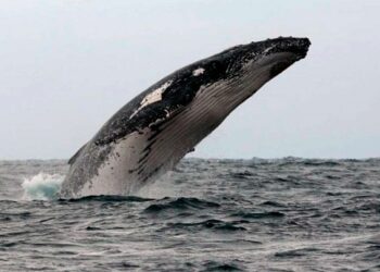 Avistamiento de ballenas jorobadas, un espectáculo que sucede una vez al año